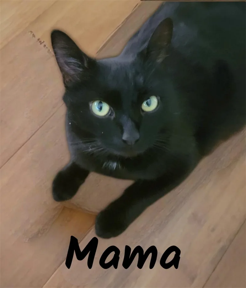 An adult medium-sized female Black Domestic Short Hair cat named Mama for adoption in Auburn, CA