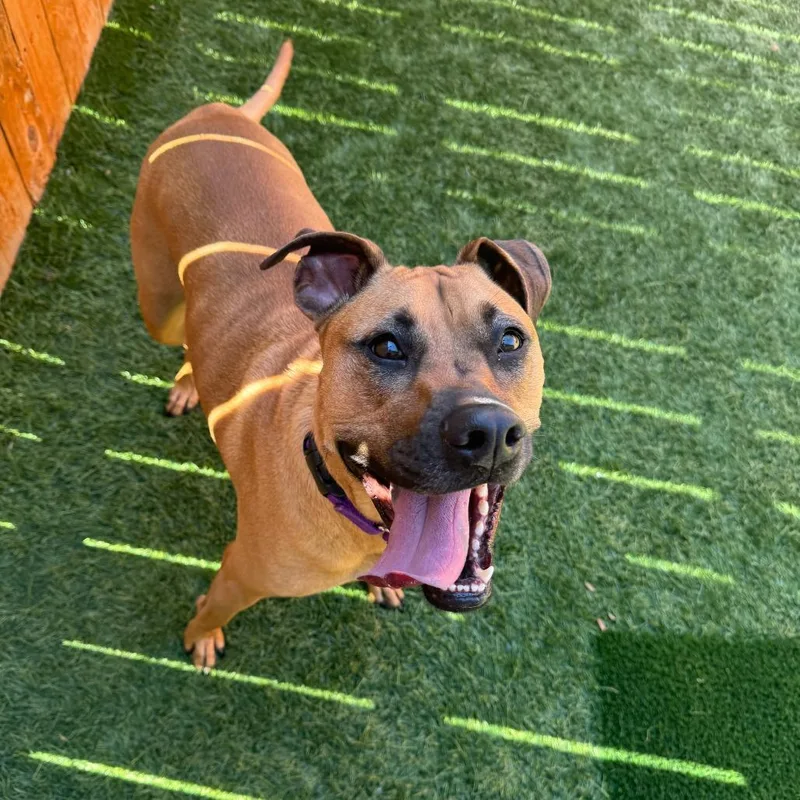 An adult medium-sized female Red / Chestnut / Orange Boxer dog named Gracie Lou for adoption in Naperville, IL