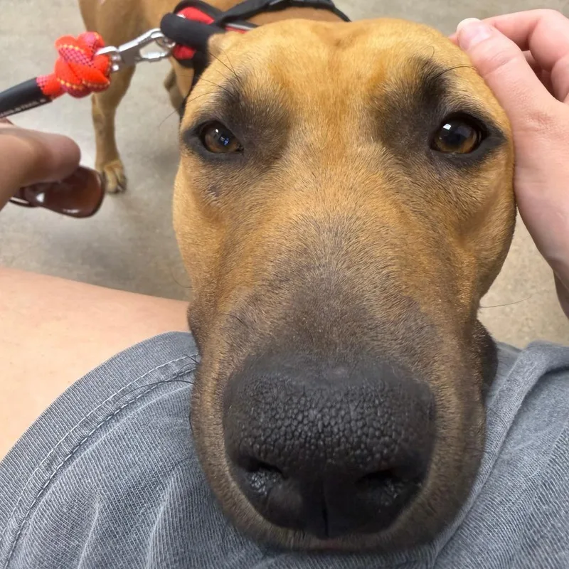 An adult medium-sized male Red / Chestnut / Orange Black Mouth Cur dog named Sherman for adoption in Houston, TX