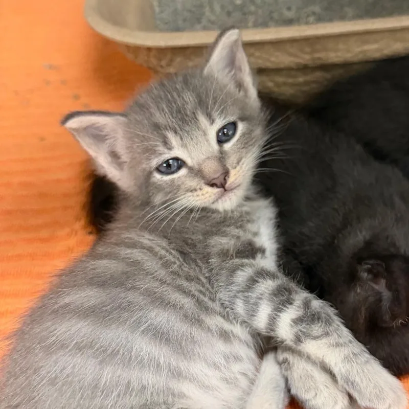 A baby small-sized male Domestic Short Hair cat named Evening Star for adoption in Austin, TX