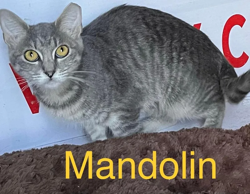 Mandolin