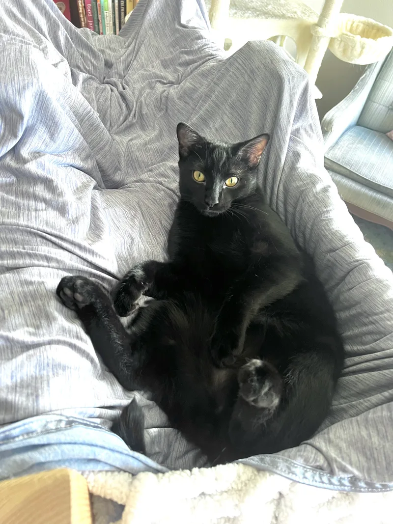 Jellybean thumbnail 2