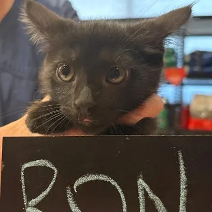 A baby small-sized male Black Domestic Short Hair cat named Ron C for adoption in Minnetonka, MN