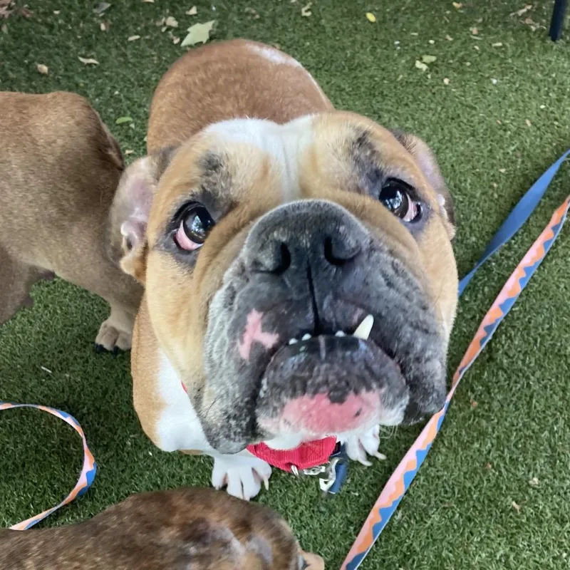 An adult medium-sized female Yellow / Tan / Blond / Fawn American Bulldog dog named Lovey for adoption in Providence, RI