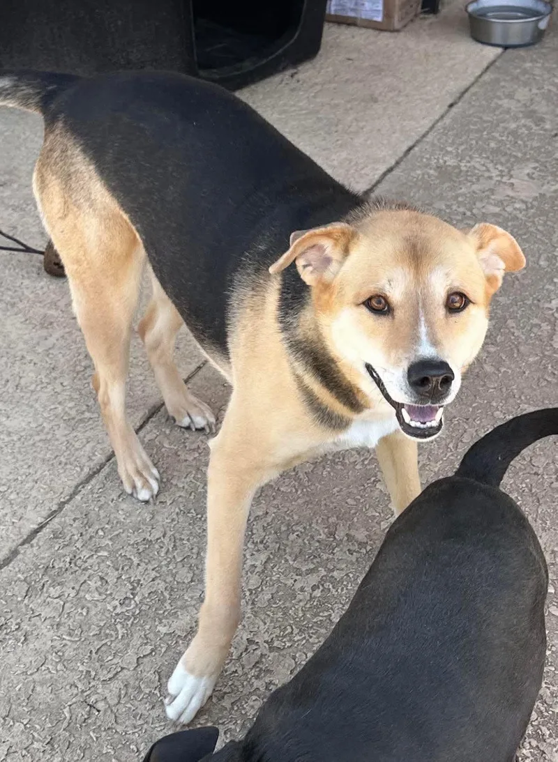 An adult medium-sized female American Staffordshire Terrier dog named Roo for adoption in Cypress, TX