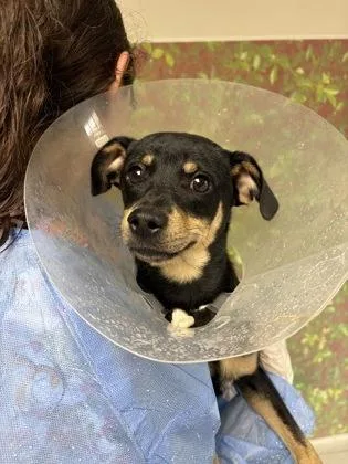 An adult small-sized male Terrier dog named Ghirardelli for adoption in San Antonio, TX