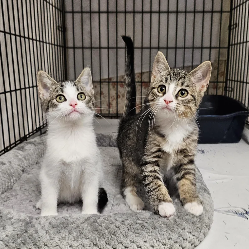 A baby medium-sized female White Domestic Short Hair cat named Daphne for adoption in Searcy, AR