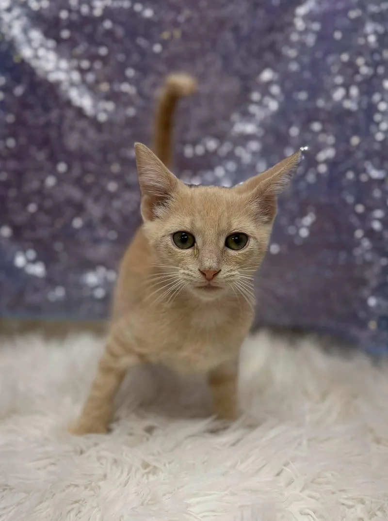 A young medium-sized male Orange / Red Domestic Short Hair cat named Titus the Insect King for adoption in Clarkesville, GA
