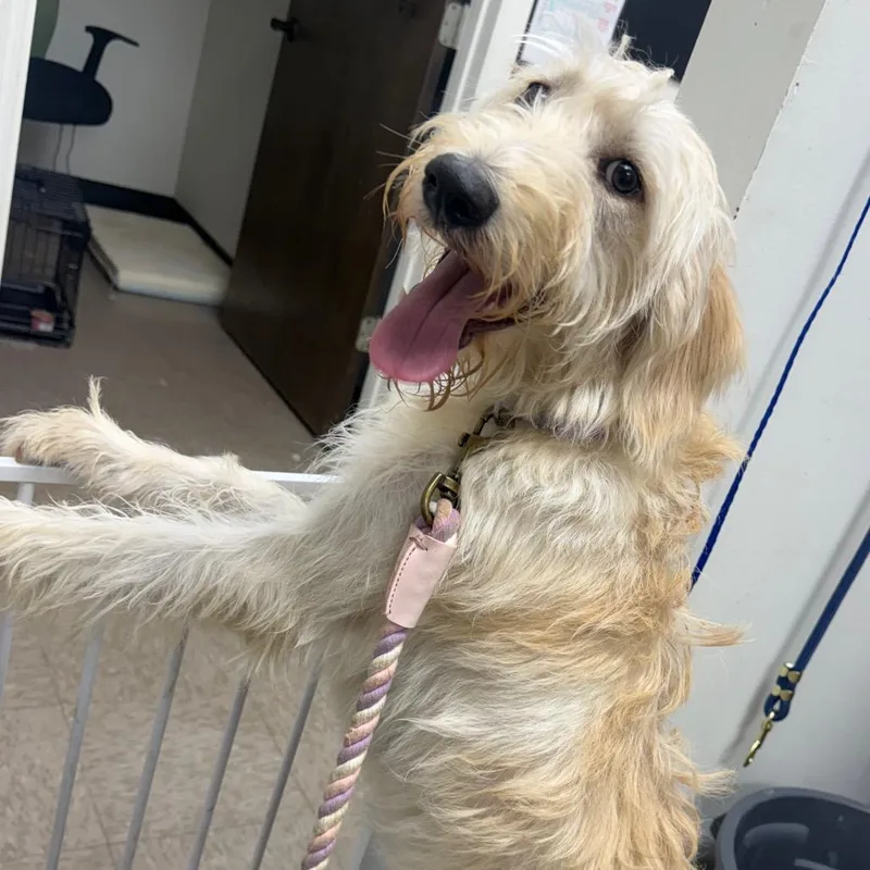 A young medium-sized female Apricot / Beige Poodle dog named Chloe for adoption in Birmingham, AL