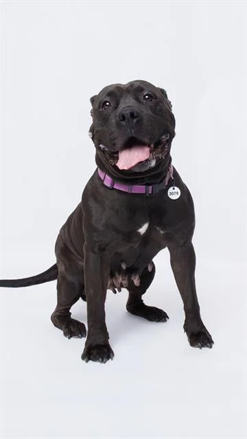 An adult large-sized female Pit Bull Terrier dog named Magnolia for adoption in Upper Marlboro, MD