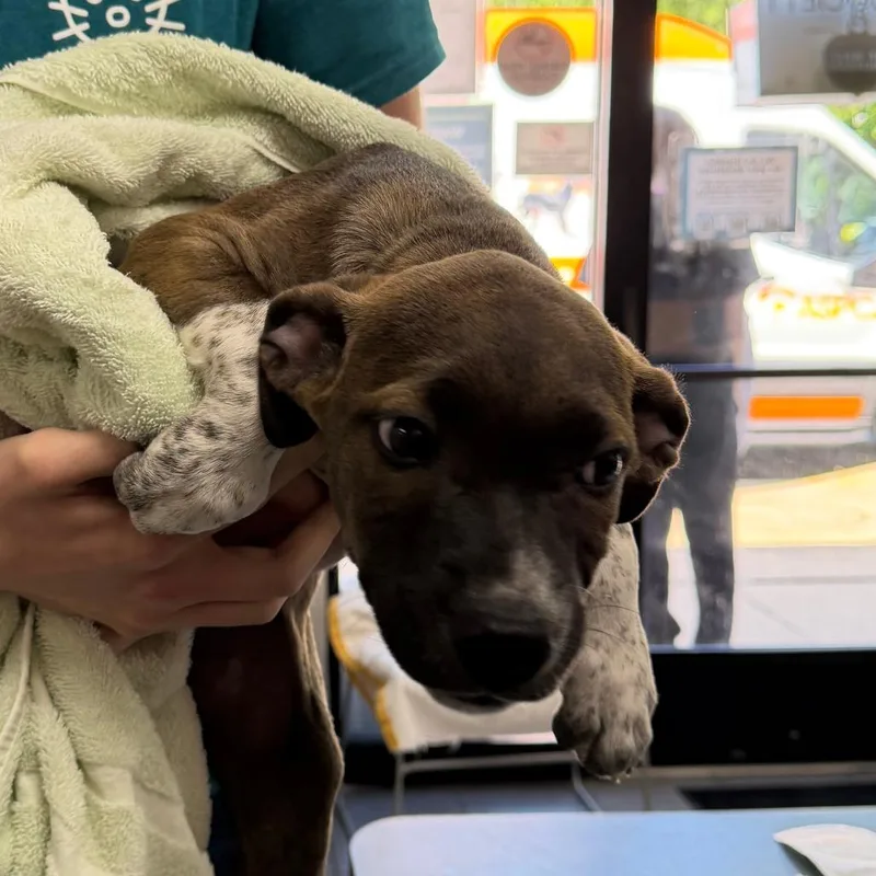 A baby small-sized female Brown / Chocolate Mixed Breed dog named Sandy for adoption in Grand Rapids, MI