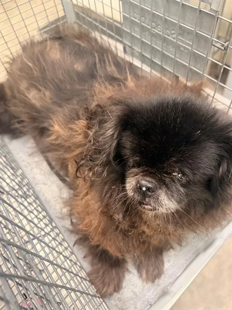 An adult small-sized female Mixed Breed dog named Rex for adoption in Dallas, TX