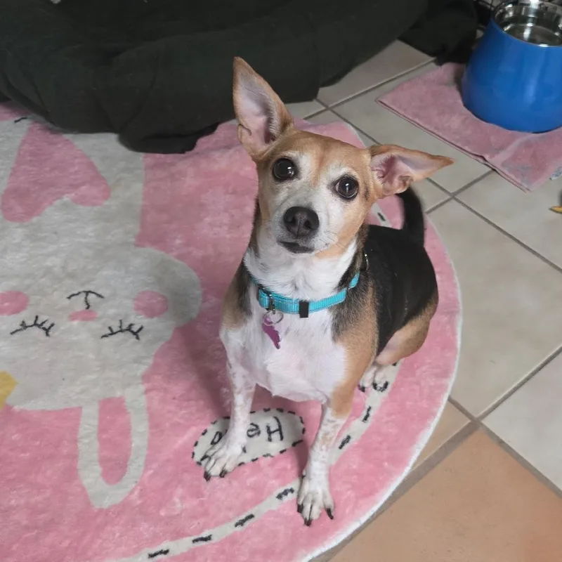 An adult small-sized female White / Cream Rat Terrier dog named Skittles for adoption in Tucson, AZ
