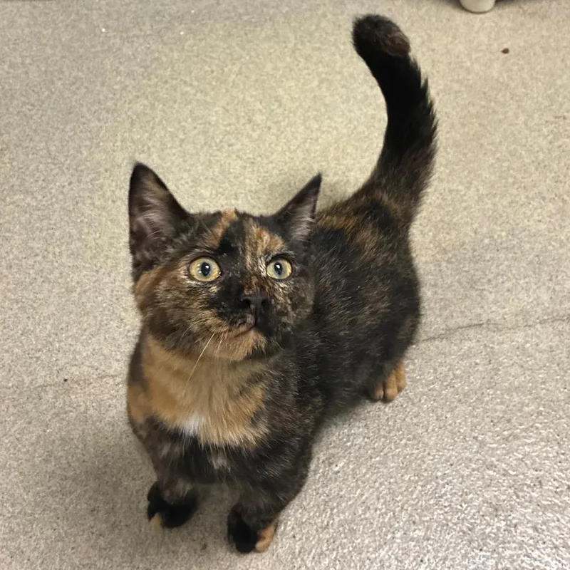 A baby medium-sized female Black Domestic Short Hair cat named Nightshade for adoption in Fredericksburg, VA