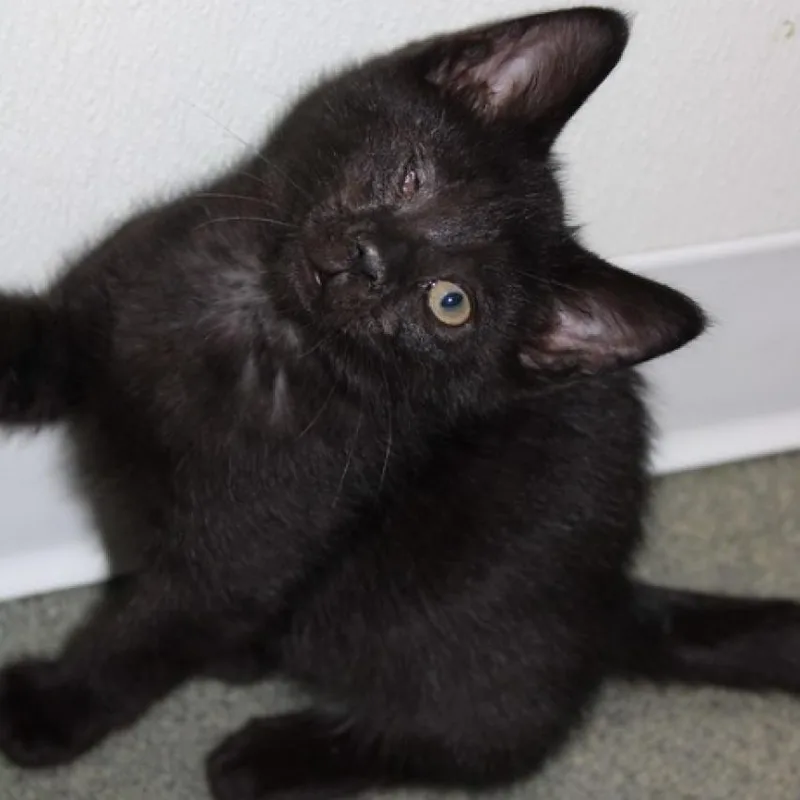 An adult large-sized male Black Domestic Short Hair cat named Casper for adoption in Defiance, OH