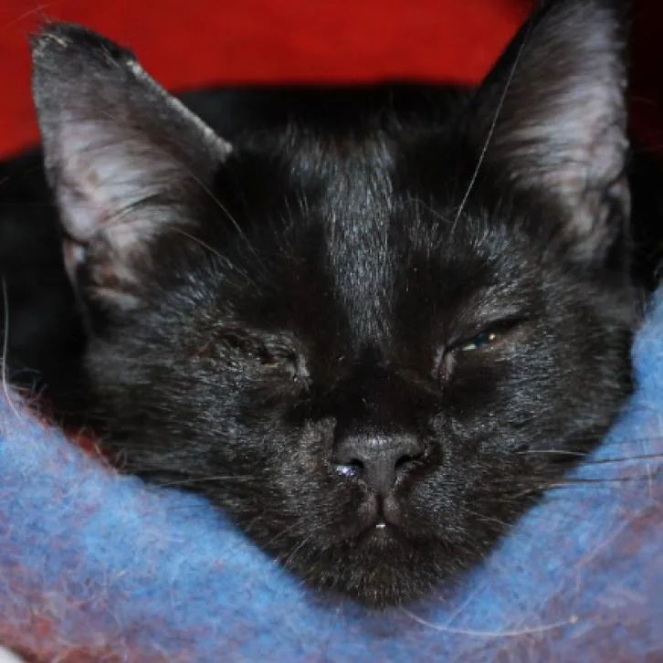 Casper thumbnail 2
