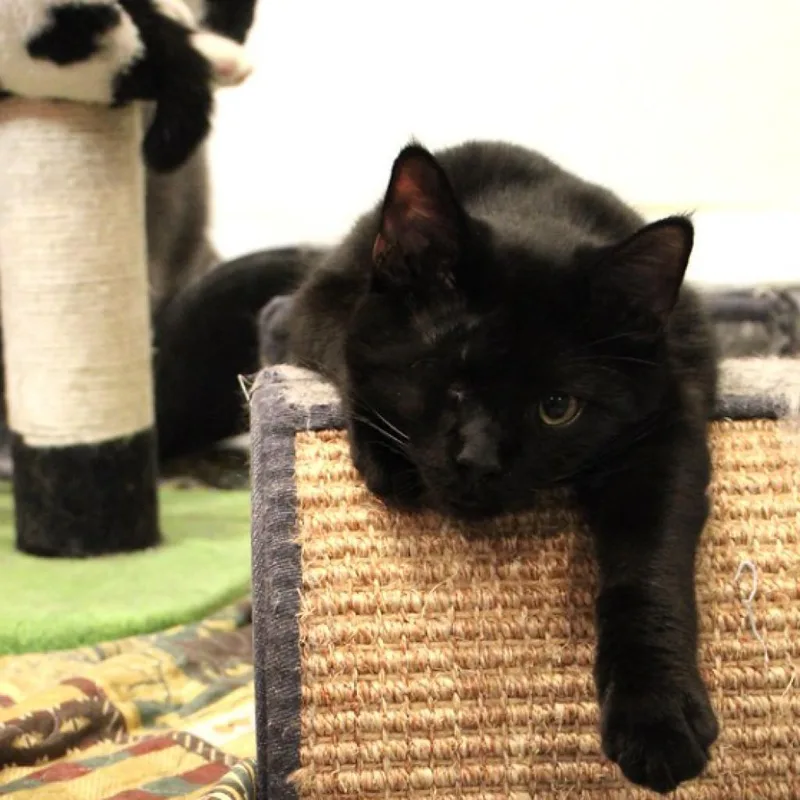 Casper thumbnail 3