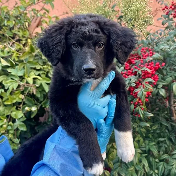 A baby large-sized male Collie dog named Broth for adoption in Walnut Creek, CA