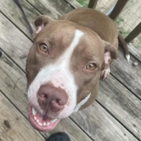 A young medium-sized female Pit Bull Terrier dog named Gemini for adoption in Des Moines, IA