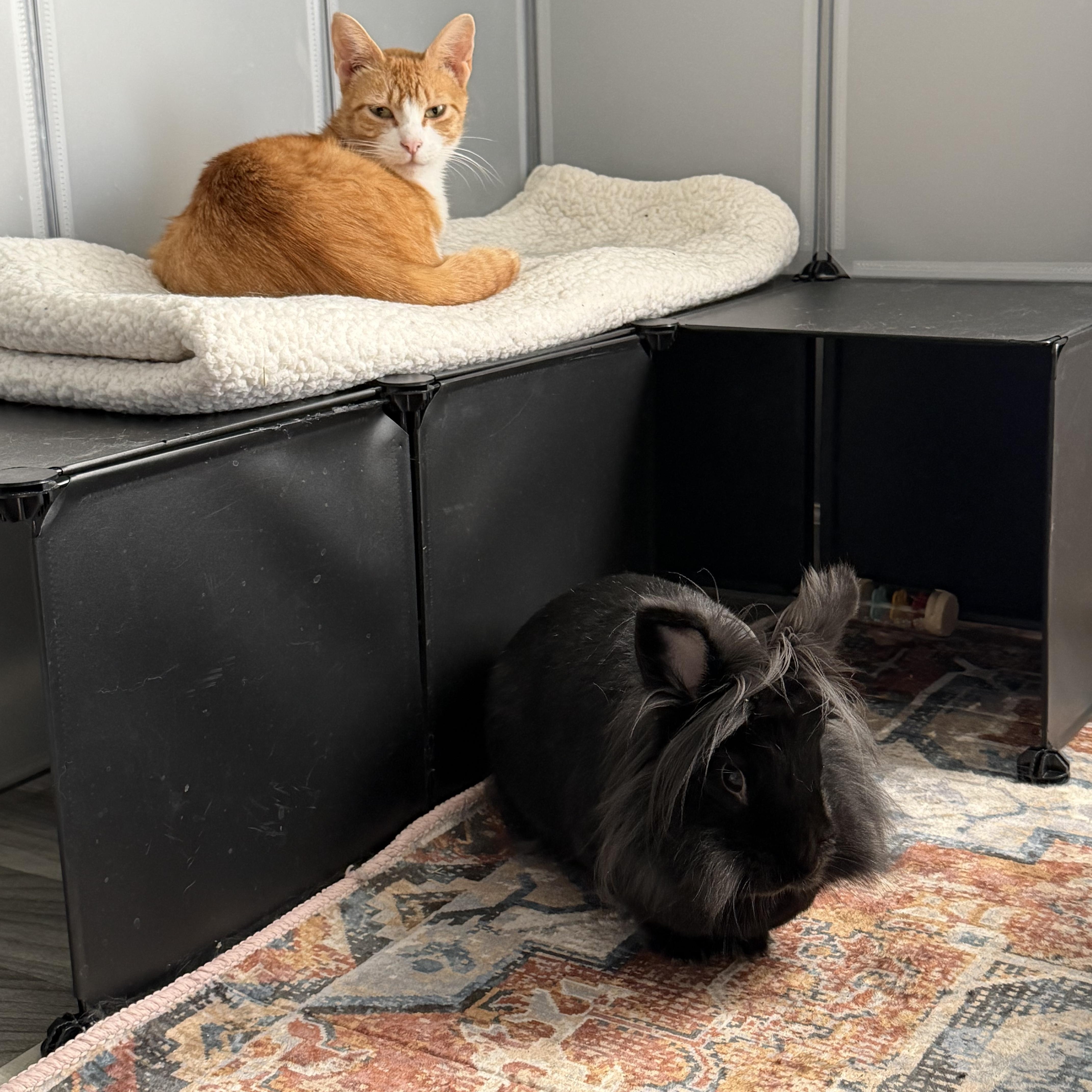 An adult large-sized female Orange & White Domestic Short Hair cat named Honeybee for adoption in Homewood, IL