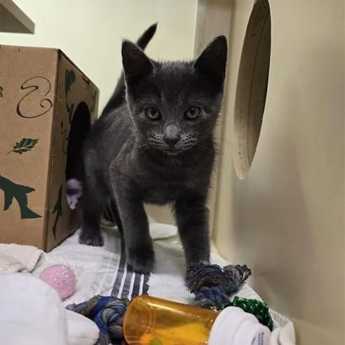A baby medium-sized female Tabby (Gray / Blue / Silver) Domestic Short Hair cat named Ruffles for adoption in Prince Frederick, MD