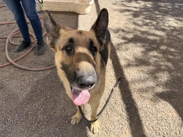 A young large-sized male German Shepherd Dog dog named Hans for adoption in Phoenix, AZ