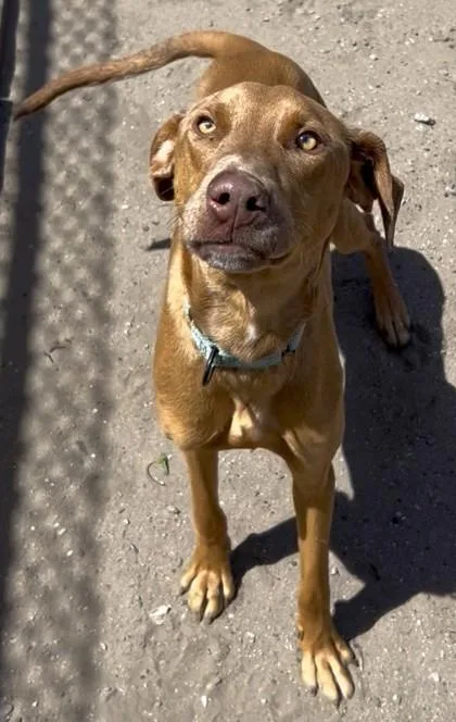An adult large-sized male Doberman Pinscher dog named Shark for adoption in Savannah, GA
