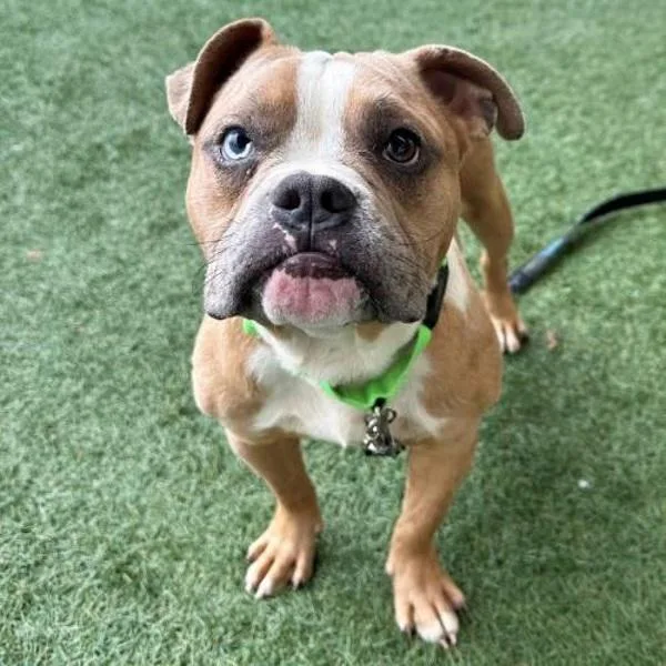 A young medium-sized male American Bulldog dog named Bus for adoption in Walnut Creek, CA
