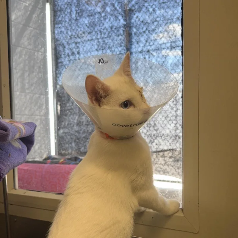 A young medium-sized male White Domestic Short Hair cat named Ghost for adoption in Harrisonburg, VA