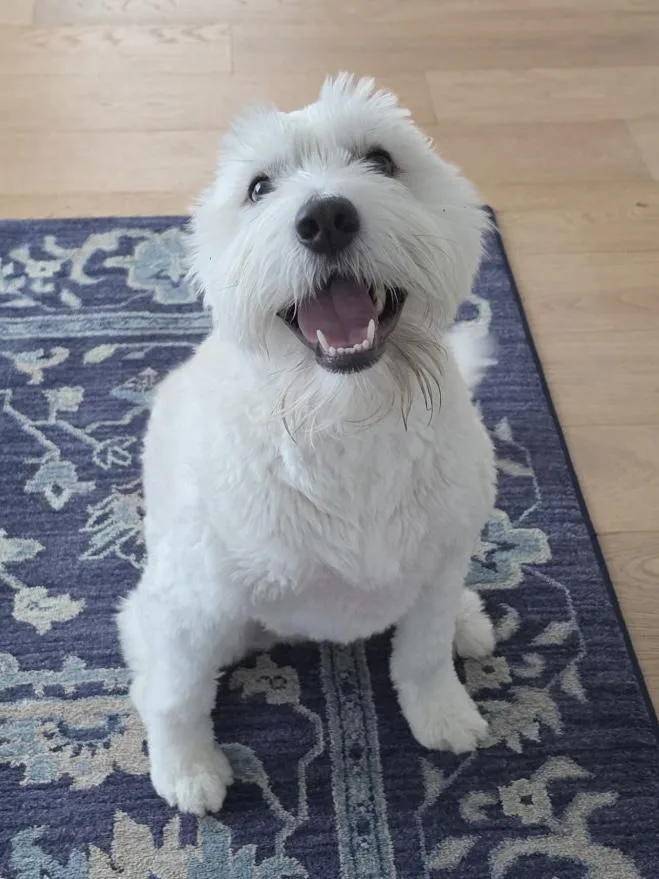 An adult medium-sized male White / Cream Giant Schnauzer dog named Charlie for adoption in Baker, LA