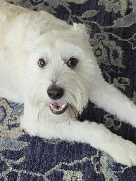 Charlie thumbnail 4