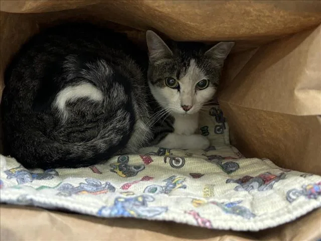 An adult small-sized female Domestic Short Hair cat named Little Girl for adoption in Loveland, CO