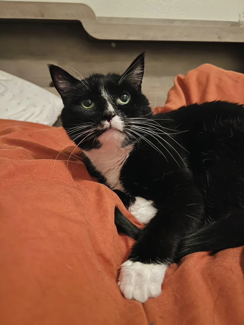 A senior medium-sized female Domestic Short Hair cat named Pazza for adoption in Lakewood, CO