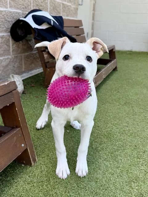 A baby medium-sized female Labrador Retriever dog named Destin for adoption in Dedham, MA