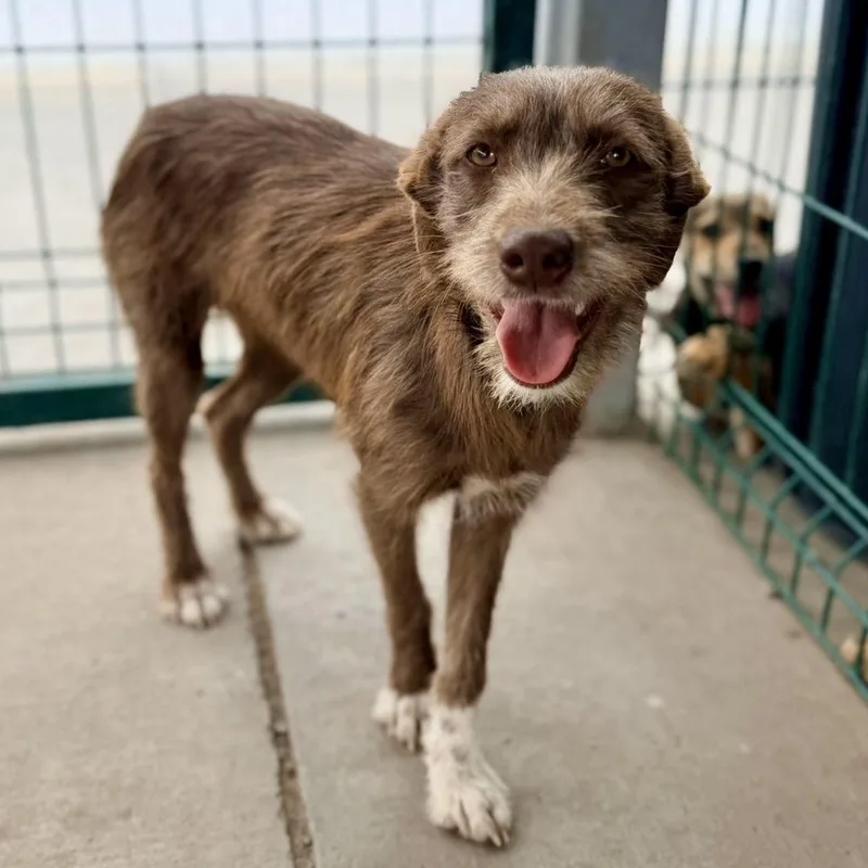 A young medium-sized female Brown / Chocolate German Wirehaired Pointer dog named Maple for adoption in Manvel, TX