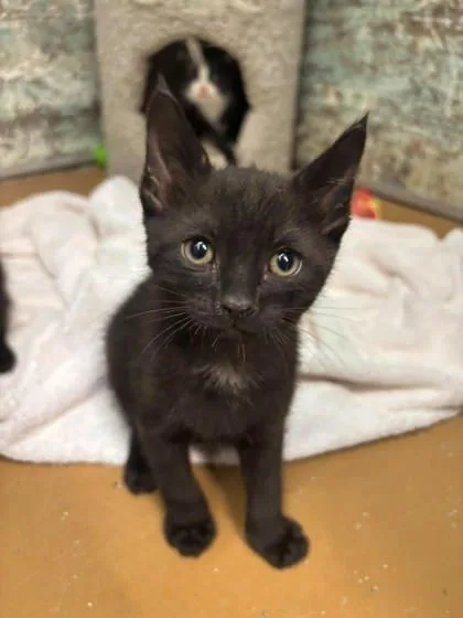 A baby small-sized female Domestic Short Hair cat named Fancy Pants for adoption in Paducah, KY