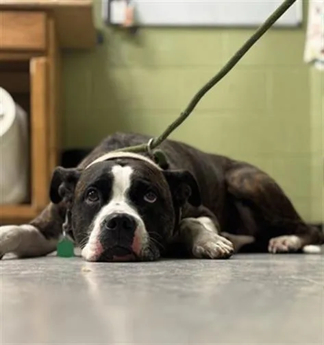 An adult medium-sized female Pit Bull Terrier dog named Emily for adoption in Indianapolis, IN