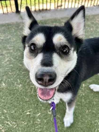 A young medium-sized female Black Mixed Breed dog named Katana for adoption in Wichita, KS