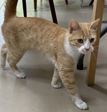 A young small-sized female Domestic Short Hair cat named Gadget for adoption in Wilkesboro, NC
