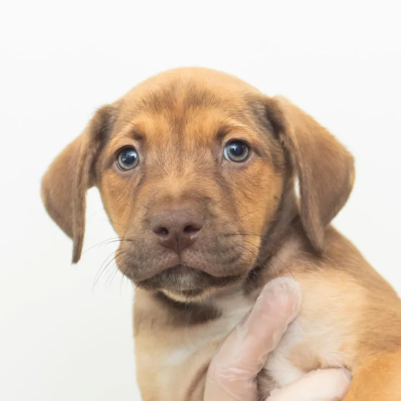 A baby small-sized male Brown / Chocolate Mixed Breed dog named Greer for adoption in Middletown, RI