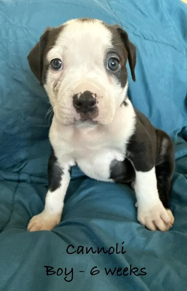 A baby small-sized male Tricolor (Brown, Black, & White) Pit Bull Terrier dog named Cannoli for adoption in Colorado Springs, CO