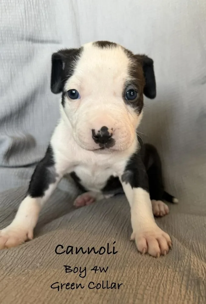 Cannoli thumbnail 2
