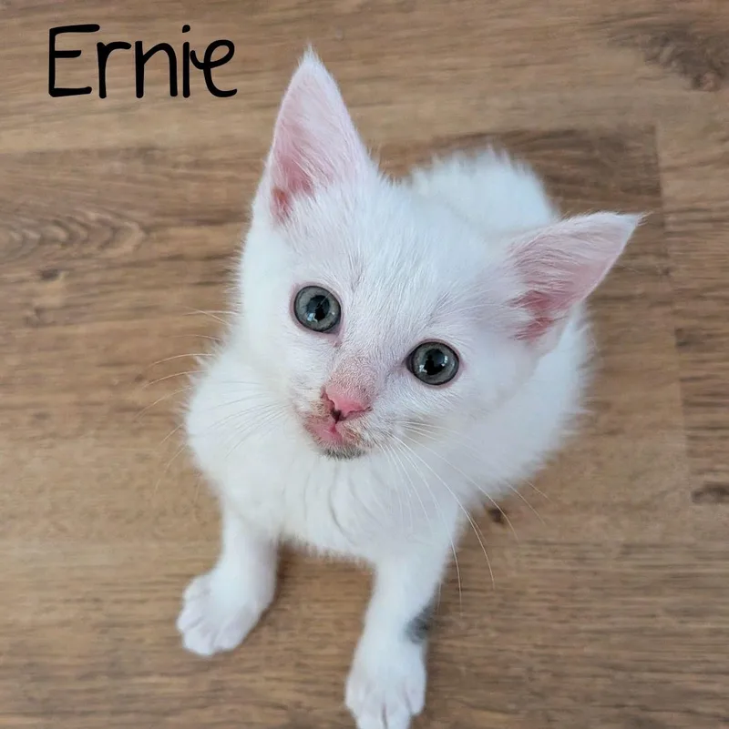 A baby medium-sized male White Domestic Short Hair cat named Ernie...life is better with for adoption in Murfreesboro, TN