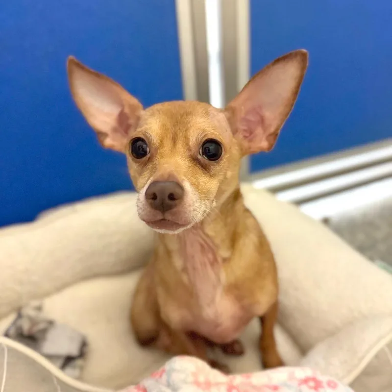 An adult small-sized male Mixed Breed dog named Runtz for adoption in Hendersonville, NC
