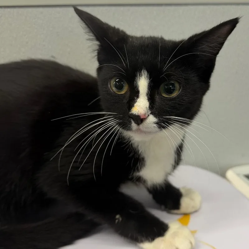 A baby small-sized male Black Domestic Short Hair cat named Ozzy for adoption in Tampa, FL