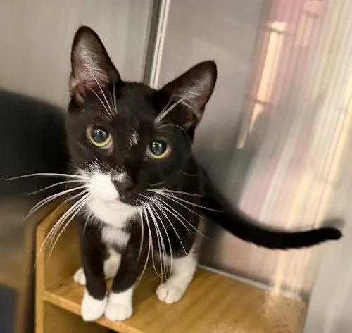 A young medium-sized male Domestic Short Hair cat named Domino  PSP for adoption in Oakland Park, FL