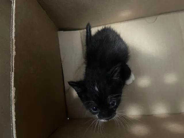 A baby medium-sized male Domestic Short Hair cat named Bubba for adoption in Dallas, TX