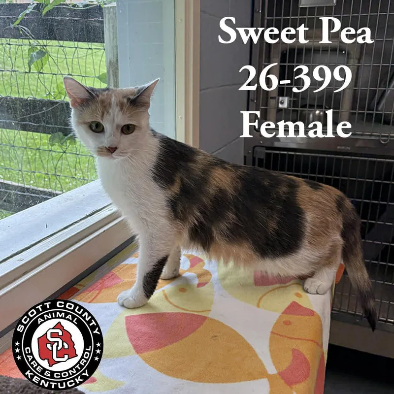 An adult small-sized female Domestic Short Hair cat named Sweet Pea for adoption in Georgetown, KY