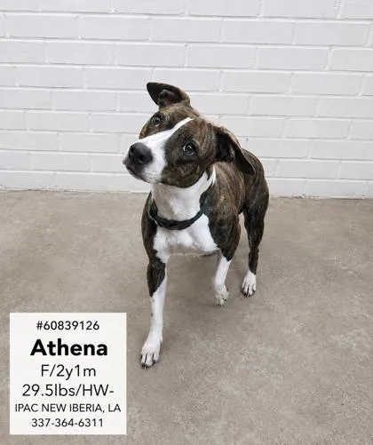 An adult medium-sized female Bicolor Mixed Breed dog named Athena for adoption in New Iberia, LA