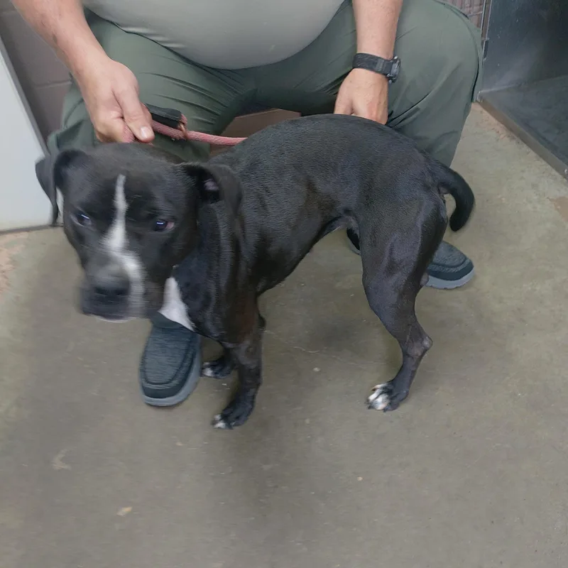 A young medium-sized female Black Pit Bull Terrier dog named 26-088 for adoption in Carrollton, OH